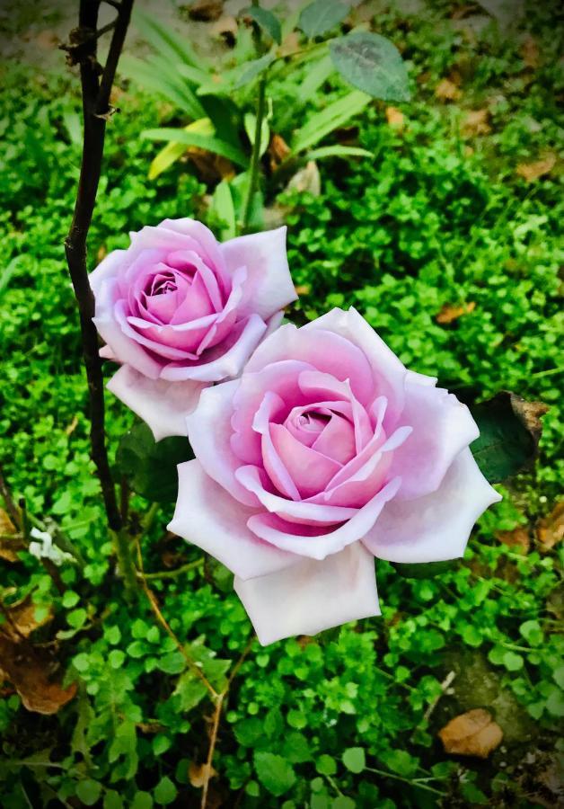 Ekas Rosengarten Gori Luaran gambar