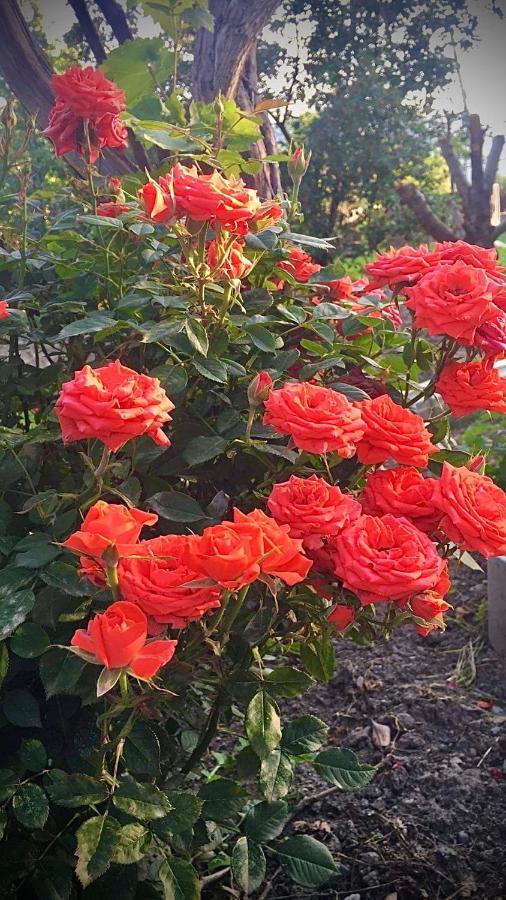Ekas Rosengarten Gori Luaran gambar
