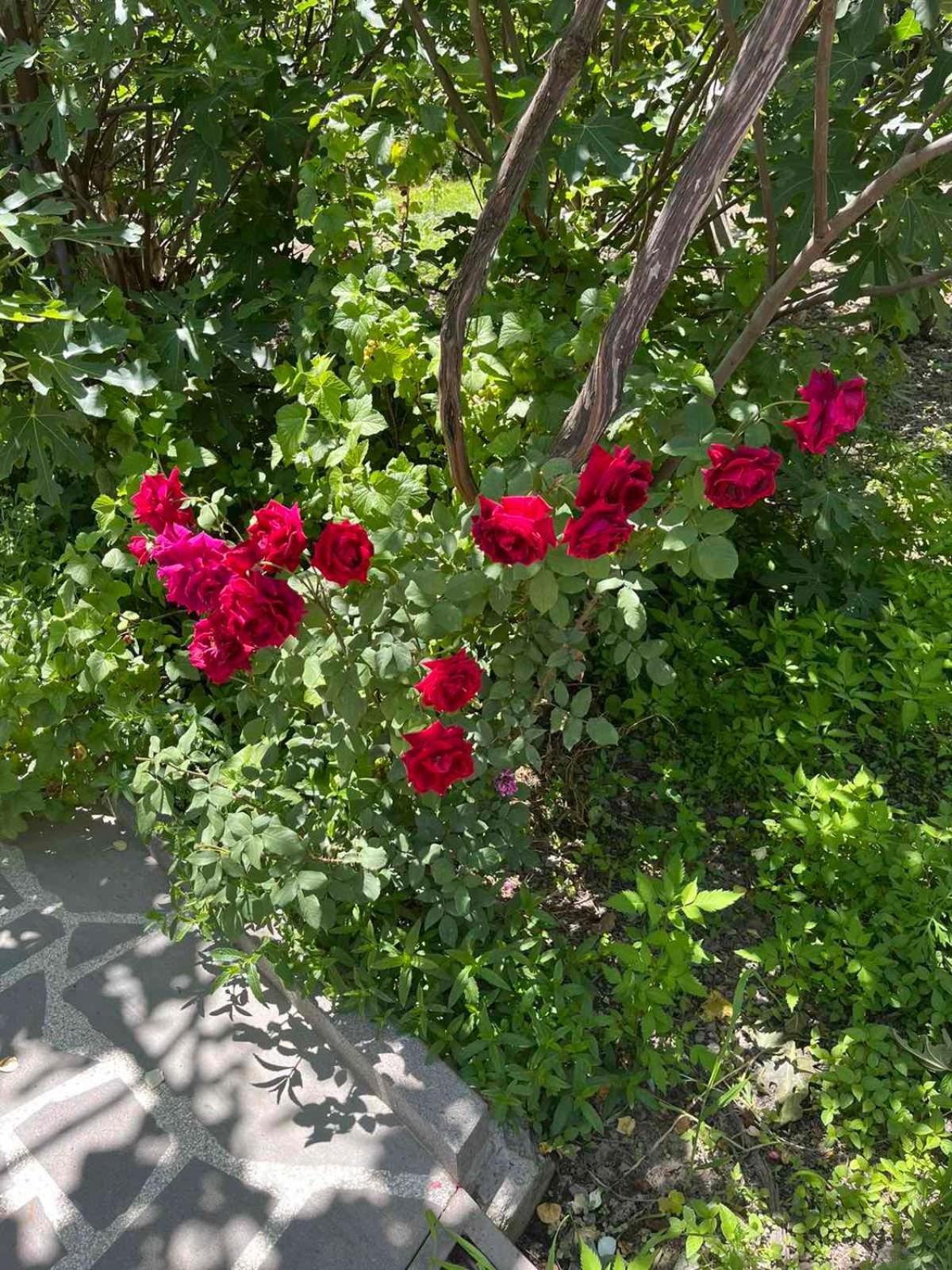 Ekas Rosengarten Gori Luaran gambar
